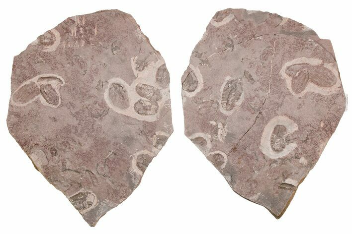 Ordovician Trilobite Mortality Plate (Pos/Neg) - Morocco #254777